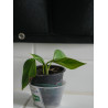 Efeutute (Epipremnum Aureum ) Ableger, schöne immergrüne Zimmer Pflanze bes. Schlaf-/Wohnräume