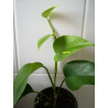 Efeutute (Epipremnum Aureum ) Ableger, schöne immergrüne Zimmer Pflanze bes. Schlaf-/Wohnräume