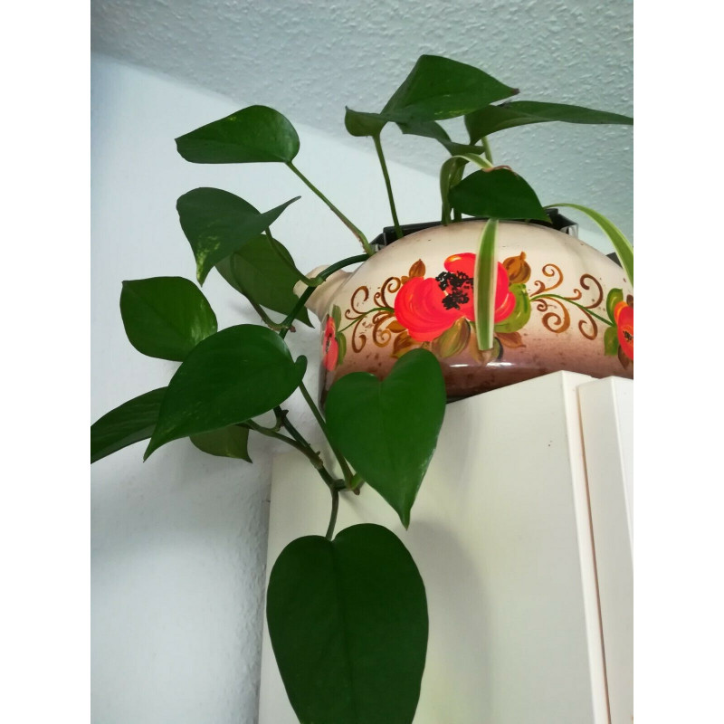 Efeutute (Epipremnum Aureum ) Ableger, schne immergrne Zimmer Pflanze  bes. Schlaf-/Wohnrume