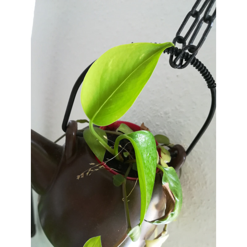 Efeutute (Epipremnum Aureum ) Ableger, schne immergrne Zimmer Pflanze  bes. Schlaf-/Wohnrume