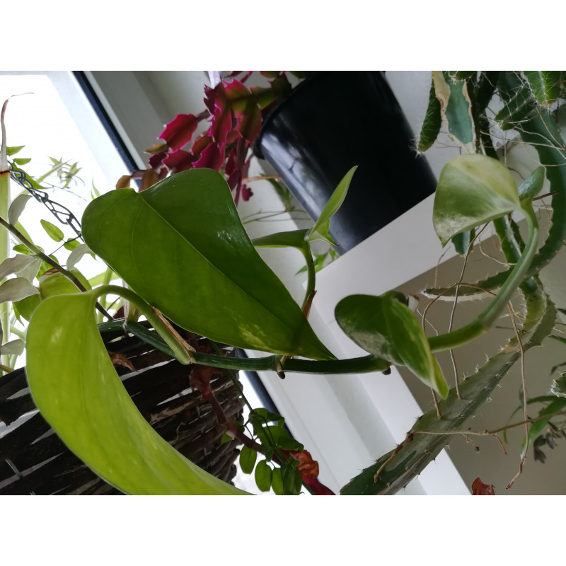 Efeutute (Epipremnum Aureum ) Ableger, schne immergrne Zimmer Pflanze  bes. Schlaf-/Wohnrume