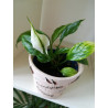 Einblatt (Spathiphyllum Wallisii), sehr schön blühende Zimmer Pflanze besonders f. Schlaf- u. Wohnräume