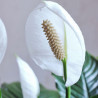 Einblatt (Spathiphyllum Wallisii), sehr schön blühende Zimmer Pflanze besonders f. Schlaf- u. Wohnräume