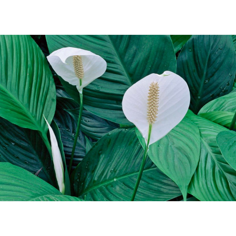 Einblatt (Spathiphyllum Wallisii), sehr schön blühende Zimmer Pflanze besonders f. Schlaf- u. Wohnräume