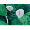 Einblatt (Spathiphyllum Wallisii), sehr schön blühende Zimmer Pflanze besonders f. Schlaf- u. Wohnräume