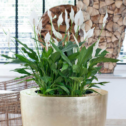 Einblatt (Spathiphyllum Wallisii), sehr schön blühende Zimmer Pflanze besonders f. Schlaf- u. Wohnräume