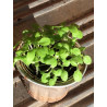 Tabak Pflanzen Virginia Gold (Nicotiana Tabacum), echter Rauchtabak für Anbau u. Ernte