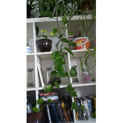 Philodendron - Brasil (Hederaceum - Scandens) Ableger, wunderschöne immergrüne Zimmer Pflanze bes. Schlaf-/Wohnräume