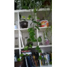 Philodendron - Brasil (Hederaceum - Scandens) Ableger, wunderschöne immergrüne Zimmer Pflanze bes. Schlaf-/Wohnräume