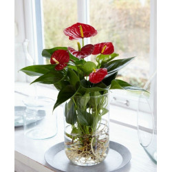 Flamingoblume (Anthurie)...