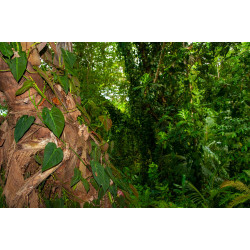 Philodendron - Brasil (Hederaceum - Scandens) Ableger, wunderschöne immergrüne Zimmer Pflanze bes. Schlaf-/Wohnräume