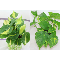 Philodendron - Brasil (Hederaceum - Scandens) Ableger, wunderschöne immergrüne Zimmer Pflanze bes. Schlaf-/Wohnräume