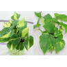Philodendron - Brasil (Hederaceum - Scandens) Ableger, wunderschöne immergrüne Zimmer Pflanze bes. Schlaf-/Wohnräume