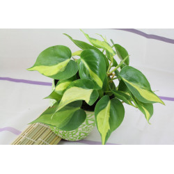 Philodendron - Brasil...