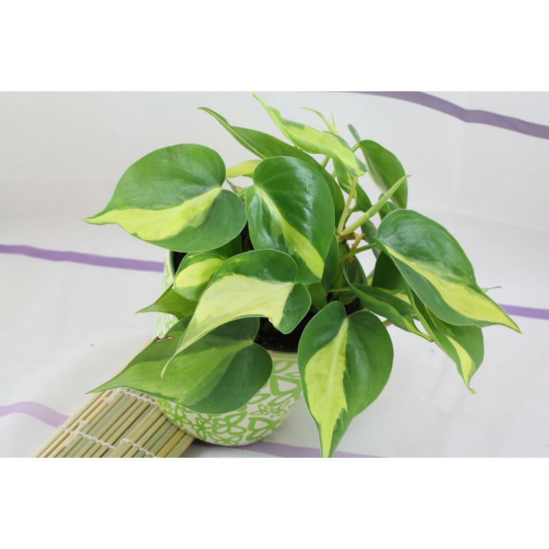 Philodendron - Brasil (Hederaceum - Scandens) Ableger, wunderschöne immergrüne Zimmer Pflanze bes. Schlaf-/Wohnräume