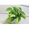Philodendron - Brasil (Hederaceum - Scandens) Ableger, wunderschöne immergrüne Zimmer Pflanze bes. Schlaf-/Wohnräume