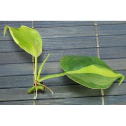 Philodendron - Brasil (Hederaceum - Scandens) Ableger, wunderschne  immergrne Zimmer Pflanze bes. Schlaf-/Wohnrume