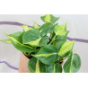 Philodendron - Brasil (Hederaceum - Scandens) Ableger, wunderschöne immergrüne Zimmer Pflanze bes. Schlaf-/Wohnräume