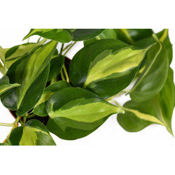 Philodendron - Brasil (Hederaceum - Scandens) Ableger, wunderschöne immergrüne Zimmer Pflanze bes. Schlaf-/Wohnräume
