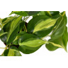 Philodendron - Brasil (Hederaceum - Scandens) Ableger, wunderschöne immergrüne Zimmer Pflanze bes. Schlaf-/Wohnräume