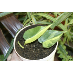 Philodendron - Brasil (Hederaceum - Scandens) Ableger, wunderschöne immergrüne Zimmer Pflanze bes. Schlaf-/Wohnräume