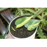 Philodendron - Brasil (Hederaceum - Scandens) Ableger, wunderschöne immergrüne Zimmer Pflanze bes. Schlaf-/Wohnräume