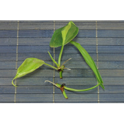 Philodendron - Brasil (Hederaceum - Scandens) Ableger, wunderschöne immergrüne Zimmer Pflanze bes. Schlaf-/Wohnräume