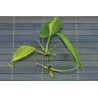Philodendron - Brasil (Hederaceum - Scandens) Ableger, wunderschöne immergrüne Zimmer Pflanze bes. Schlaf-/Wohnräume