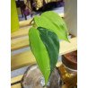 Philodendron - Brasil (Hederaceum - Scandens) Ableger, wunderschöne immergrüne Zimmer Pflanze bes. Schlaf-/Wohnräume