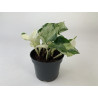 Efeutute Pinnatum (Epipremnum Pinnatum) Ableger, wunderschöne immergrüne Zimmer Pflanze bes. Schlaf-/Wohnräume