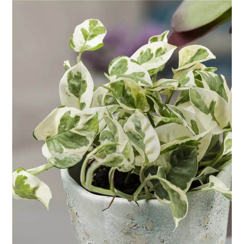 Efeutute Pinnatum (Epipremnum Pinnatum) Ableger, wunderschöne immergrüne Zimmer Pflanze bes. Schlaf-/Wohnräume