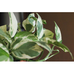 Efeutute Pinnatum (Epipremnum Pinnatum) Ableger, wunderschöne immergrüne Zimmer Pflanze bes. Schlaf-/Wohnräume