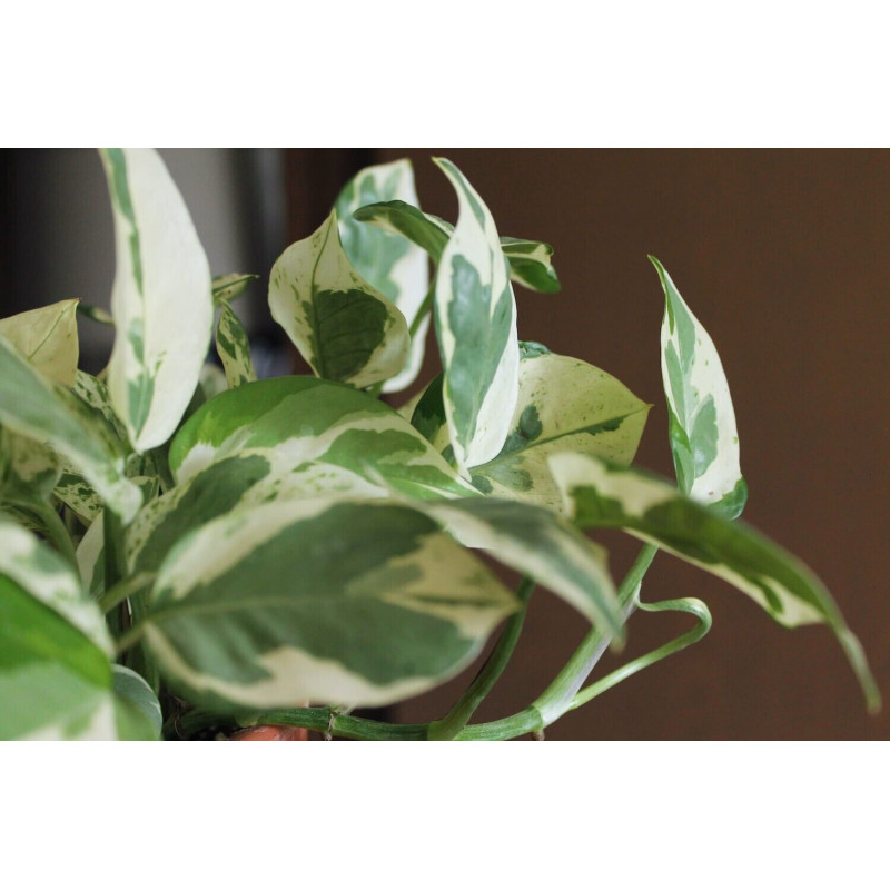 Efeutute Pinnatum (Epipremnum Pinnatum) Ableger, wunderschne immergrne  Zimmer Pflanze bes. Schlaf-/Wohnrume