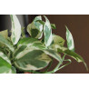 Efeutute Pinnatum (Epipremnum Pinnatum) Ableger, wunderschöne immergrüne Zimmer Pflanze bes. Schlaf-/Wohnräume