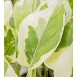Efeutute Pinnatum (Epipremnum Pinnatum) Ableger, wunderschöne immergrüne Zimmer Pflanze bes. Schlaf-/Wohnräume