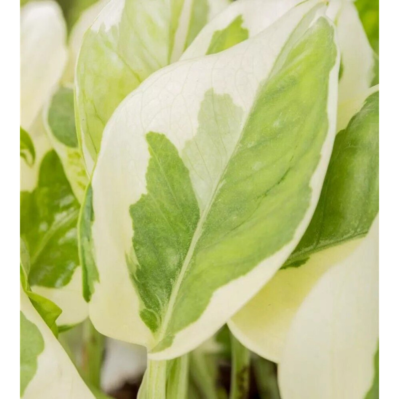 Efeutute Pinnatum (Epipremnum Pinnatum) Ableger, wunderschne immergrne  Zimmer Pflanze bes. Schlaf-/Wohnrume