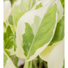 Efeutute Pinnatum (Epipremnum Pinnatum) Ableger, wunderschöne immergrüne Zimmer Pflanze bes. Schlaf-/Wohnräume