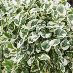 Efeutute Pinnatum (Epipremnum Pinnatum) Ableger, wunderschöne immergrüne Zimmer Pflanze bes. Schlaf-/Wohnräume