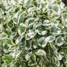 Efeutute Pinnatum (Epipremnum Pinnatum) Ableger, wunderschöne immergrüne Zimmer Pflanze bes. Schlaf-/Wohnräume