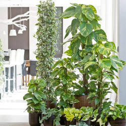 Efeutute Pinnatum (Epipremnum Pinnatum) Ableger, wunderschöne immergrüne Zimmer Pflanze bes. Schlaf-/Wohnräume