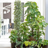 Efeutute Pinnatum (Epipremnum Pinnatum) Ableger, wunderschöne immergrüne Zimmer Pflanze bes. Schlaf-/Wohnräume
