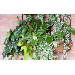 Efeutute Pinnatum (Epipremnum Pinnatum) Ableger, wunderschöne immergrüne Zimmer Pflanze bes. Schlaf-/Wohnräume