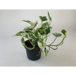 Efeutute Pinnatum (Epipremnum Pinnatum) Ableger, wunderschöne immergrüne Zimmer Pflanze bes. Schlaf-/Wohnräume