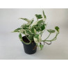 Efeutute Pinnatum (Epipremnum Pinnatum) Ableger, wunderschöne immergrüne Zimmer Pflanze bes. Schlaf-/Wohnräume