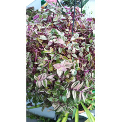 Gottesauge Tri-/Quatro Colour (Tradescantia Cerinthoides 'Variegata") schöne Hängepflanze f. drinnen u. draußen (mehrfarbig)