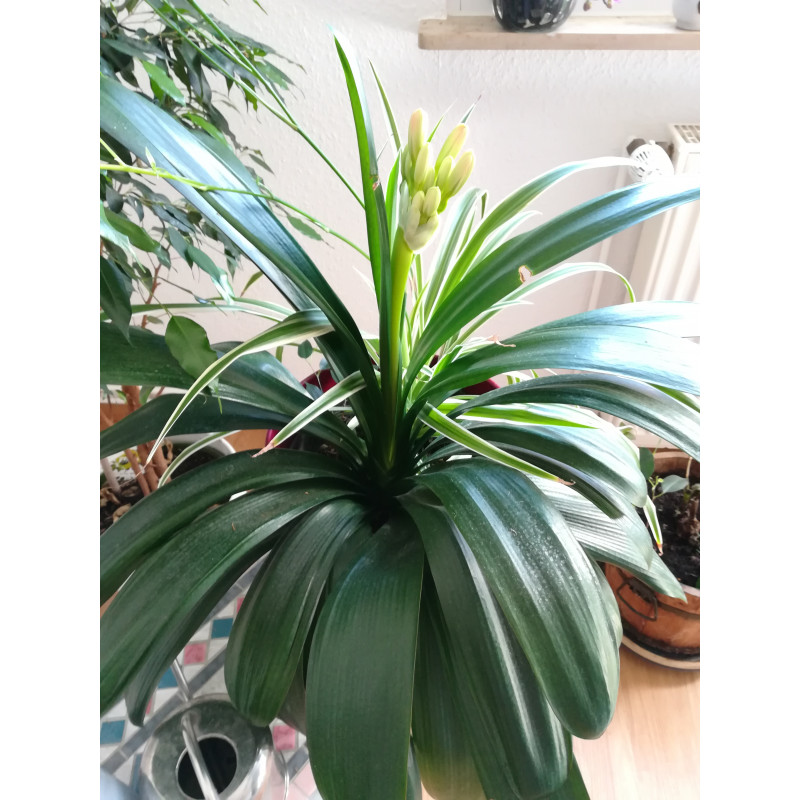 Riemenblatt - Klivie (Clivia) Wunderschne Blhpflanze bes. Wohn- u.  Arbeitsrume