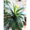 Riemenblatt - Klivie (Clivia) Wunderschöne Blühpflanze bes. Wohn- u. Arbeitsräume