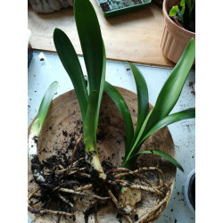 Riemenblatt - Klivie (Clivia) Wunderschöne Blühpflanze bes. Wohn- u. Arbeitsräume