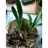 Riemenblatt - Klivie (Clivia) Wunderschöne Blühpflanze bes. Wohn- u. Arbeitsräume