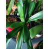 Riemenblatt - Klivie (Clivia) Wunderschöne Blühpflanze bes. Wohn- u. Arbeitsräume